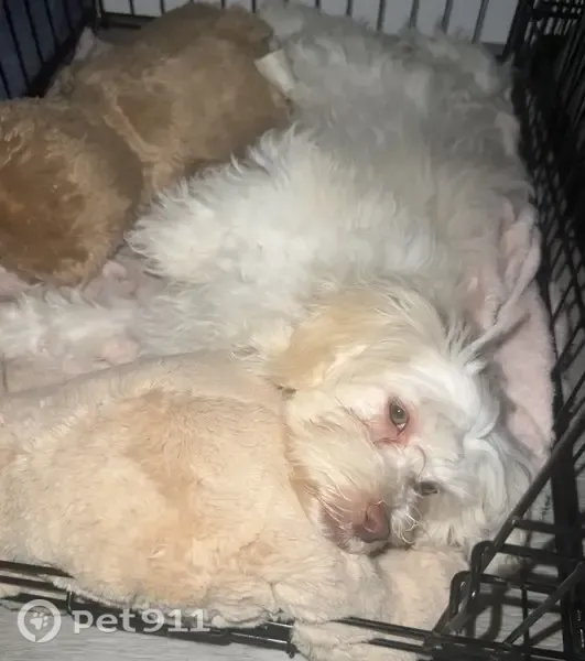 Missing dog Male, New Castle (usl546182) - photo