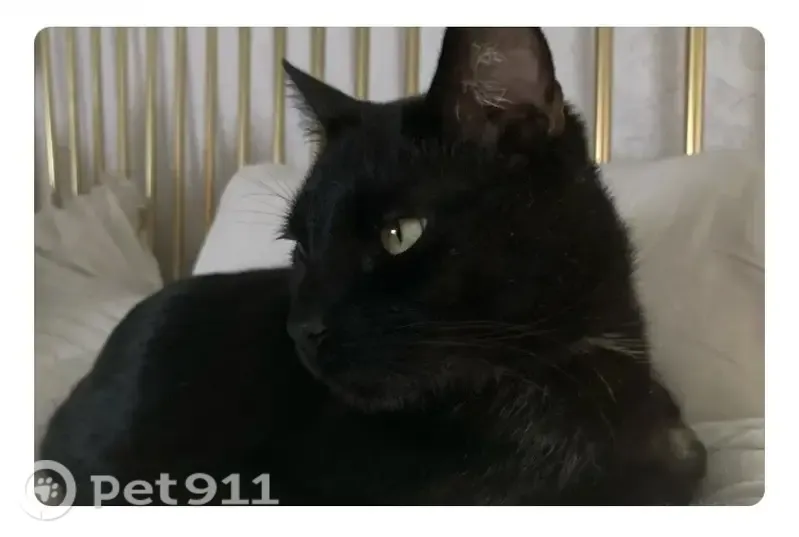 Missing cat Male, Greenwich (usl546199) - photo