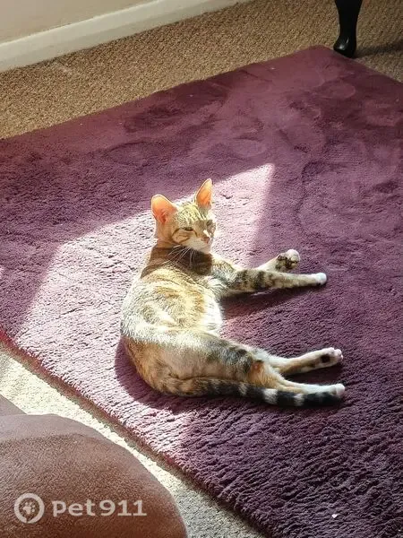 Missing cat Female, Lambeth (ul488728) - photo