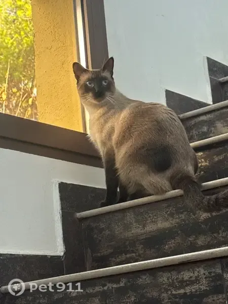 Gato encontrado Hembra, Castelldefels (sf497587) - photo