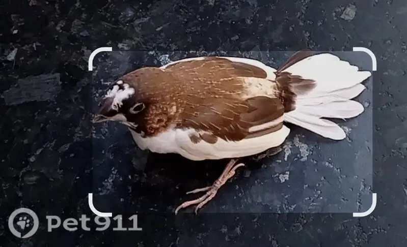 Pájaro perdido, Zaragoza (sf497588) - photo