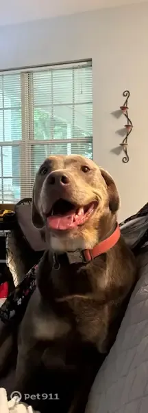 Missing dog Female, Atlanta (usl546206) - photo