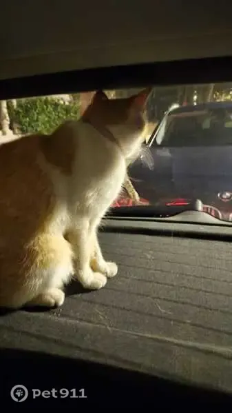 Gato encontrado, Castelldefels (sf497591) - photo