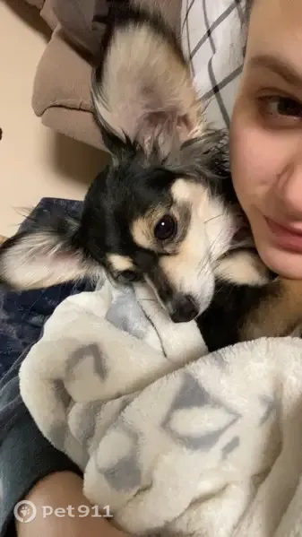Missing dog Female, Ontario (usl546222) - photo