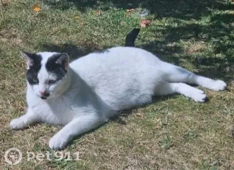 Missing cat Male, Small Heath (ul488729) - photo
