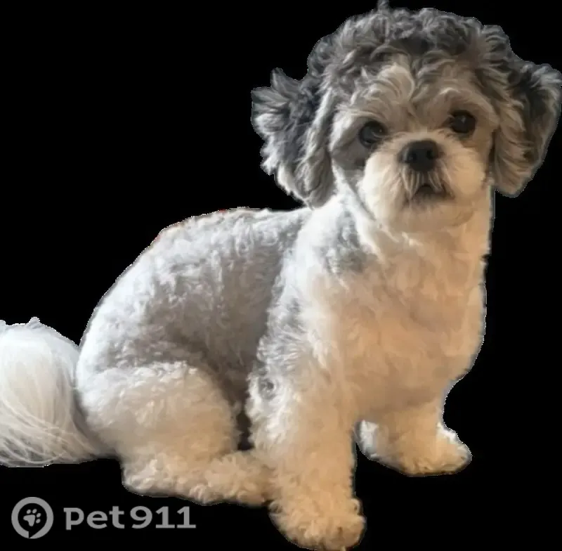 Missing dog Male, Houston (usl546234) - photo