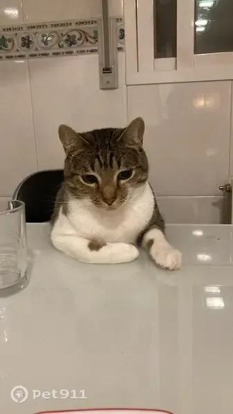 Gato perdido Macho, Salamanca (sl497592) - photo