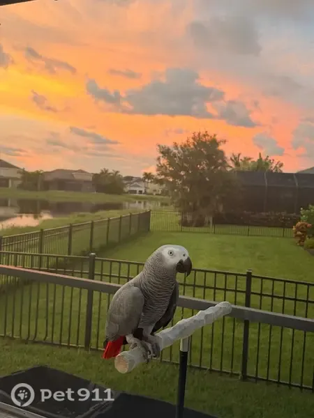 Missing bird Male, Orlando (usl546243) - photo