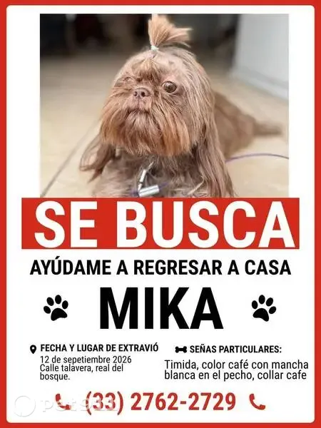 Perro perdido, Talavera, 3176, Zapopan — hembra café con collar - photo
