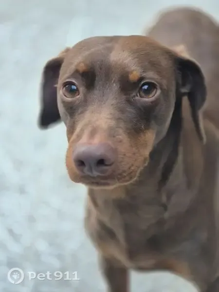 Cachorro perdido, macho, Av. Antônio Frederico Ozanan, Vila de Vito, Jundiaí — porte pequeno - photo