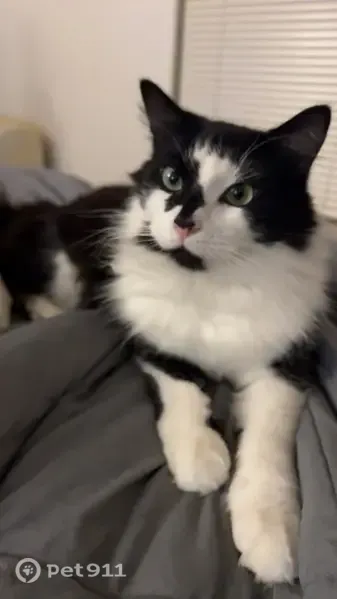 Lost cat, Liberty Road South, 4946, Salem — medium-sized male, mostly white - photo