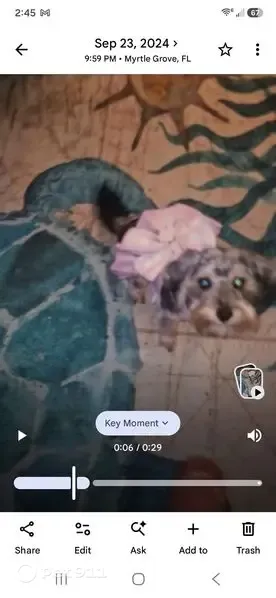 Lost dog, North 72nd Avenue, 607, Pensacola — female with silver/grey curly hair and a black tail - photo