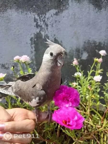 Pássaro perdido, Rua Coronel Diógenes de Castro Ribeiro, Goiânia — fêmea, cinza e mansa - photo