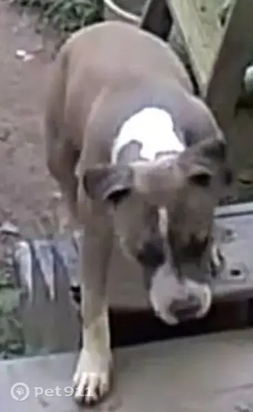 Lost dog, Grandin Road, Kings Creek, Lenoir — sweet and shy bulldog - photo