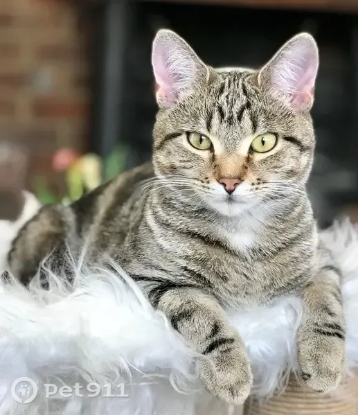 Lost cat, Elmtree Cottages, 2, Skirmett, Stokenchurch — small female tabby - photo