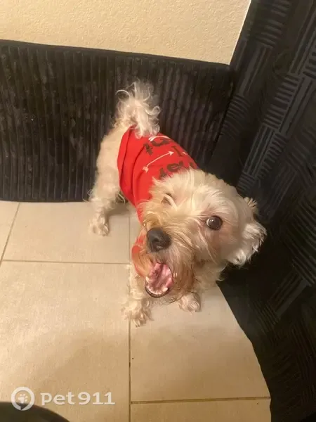 Lost dog, West Arrow Highway, 270, Upland, Moreno Valley — male, white, named Toro - photo