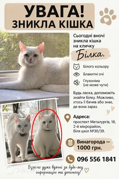 Зникла кішка, проспект Металургів, 18, Кам’янське, Курилівка — біла дівчинка з блакитними очима - photo