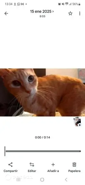 Gato perdido, Avinguda dels Rasos de Peguera, Barcelona — delgado y tímido - photo