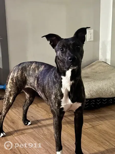 Lost dog, North Sacramento Avenue, 1000, Chicago — female Pitbull/terrier mix - photo