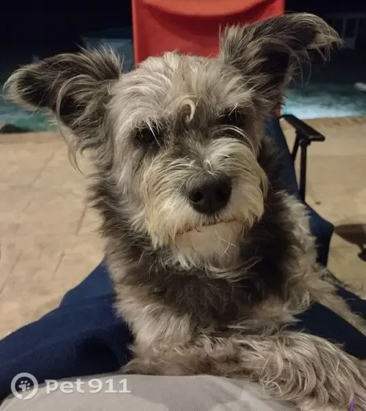 Lost dog, East 36th Avenue, 501, North Little Rock — 10-year-old female with a rainbow pawprint bandana - photo