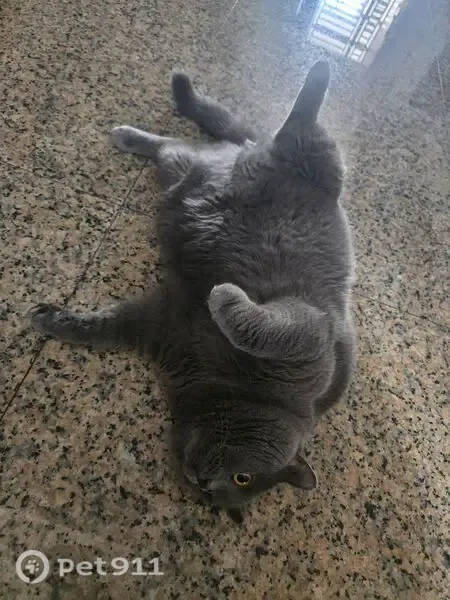Lost male cat, Singapore 640726, Yishun — big, grey and timid - photo