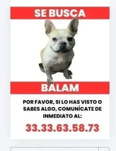 Perro perdido, Avenida Vía Láctea, 136, Villas de la Hacienda, Hacienda Santa Fe — macho con patas delanteras lastimadas - photo