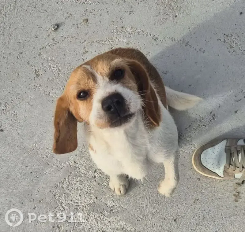 Encontrado perro, Tirimol, 27298 Lugo, España, Vigo — mediano y muy manso - photo