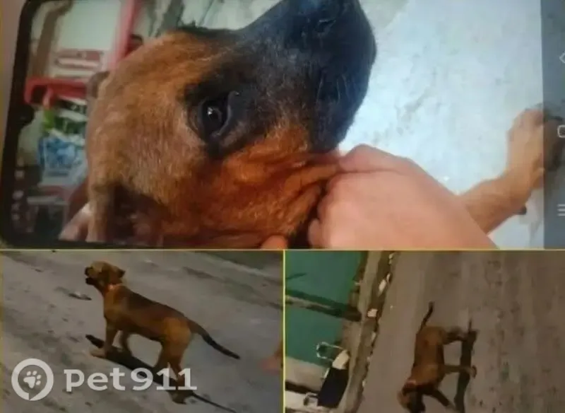 Perro perdido, Calle 10 Bis, MZ41 LT34, Playa del Carmen — cara negra tipo máscara - photo