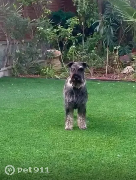 Perro perdido, hembra, Calle Don Juan Tenorio, 13, Bormujos, Sevilla — collar azul de cebra - photo