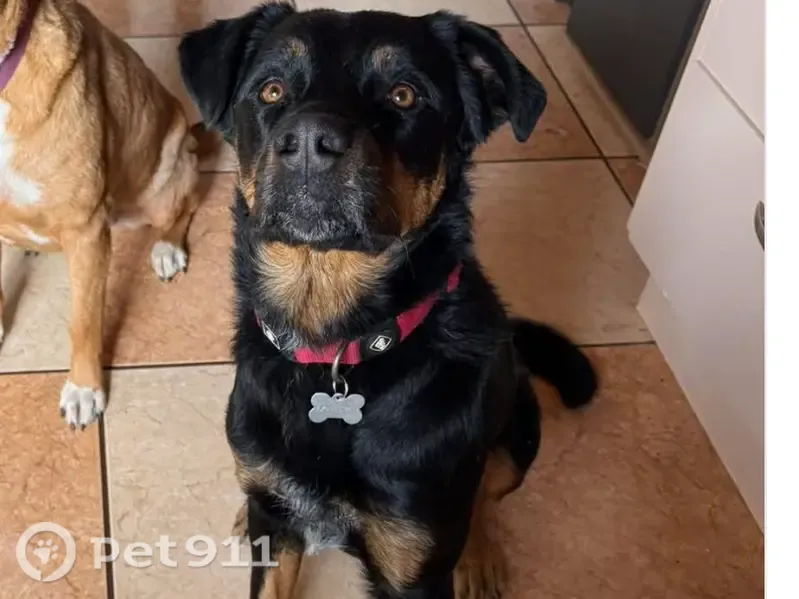Perro perdido, Calle Principal, 22, Los Paganes, Mazarron — cruce de mastín español y Rottweiler - photo
