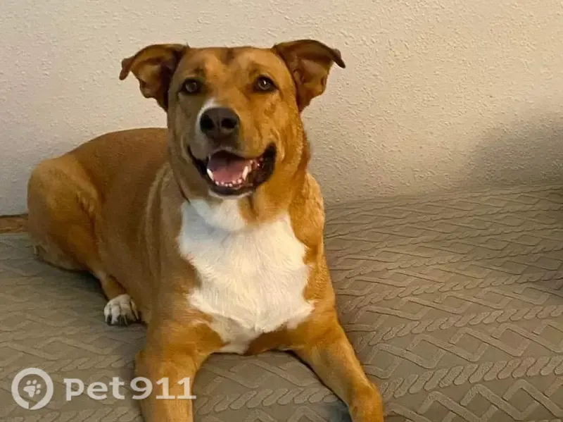 Perro perdido, Calle Isla de Sumatra, 13, Los Paganes, Mazarron — hembra de 7 años con collar lila - photo