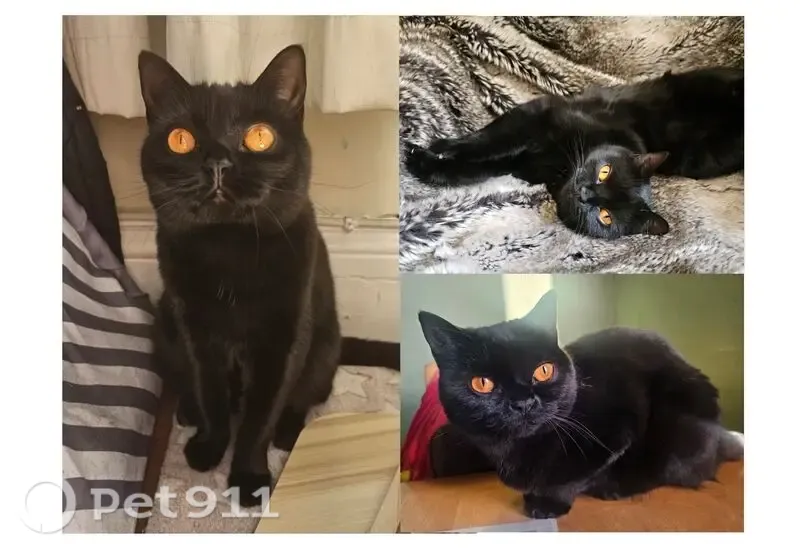 Lost cat, Ashley Terrace, England, London – female British Shorthair with bright orange eyes - photo