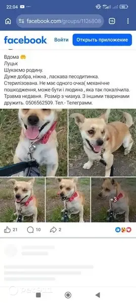 Зникла собака, Дольна вулиця, 20, Луцьк — стерилізована дівчинка без одного ока - photo
