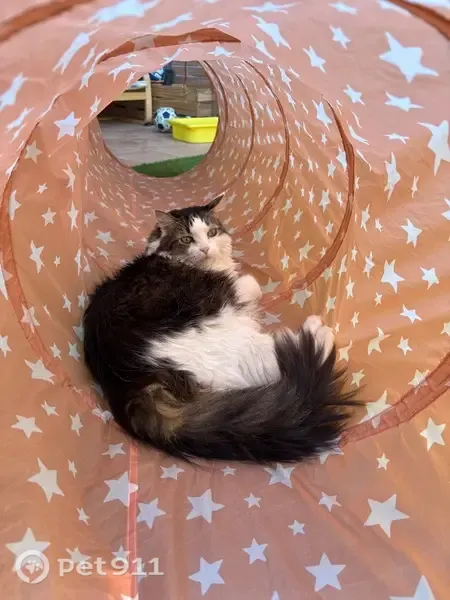 Gato perdido, hembra, Camino Estación, 42, Monzalbarba, Oliver-Valdefierro — 9 años y pelo largo - photo