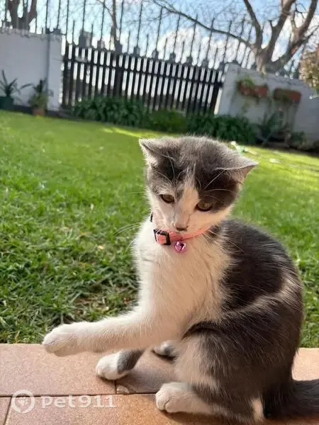 Lost cat, Welkom, Free State, Welkom – small female with a grey heart-shaped chest marking - photo