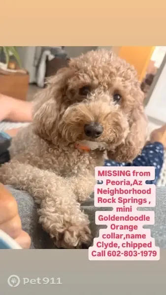 Lost dog, North 77th Avenue, 27136, Peoria — male Mini Goldendoodle with orange collar - photo