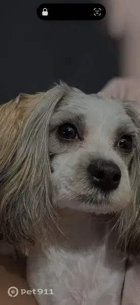 Lost dog, 116th Road, 193-01, Manhattan — small female dog - photo