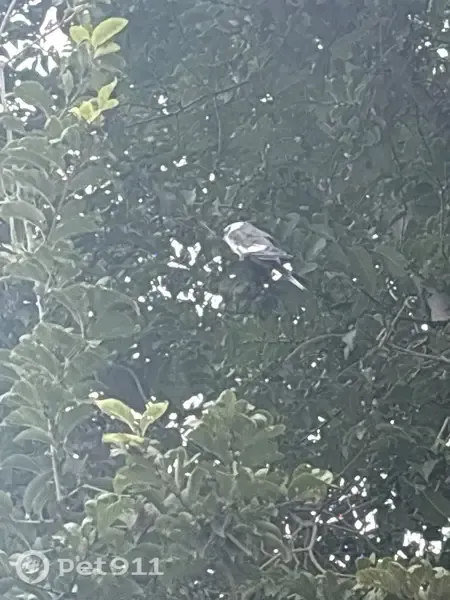 Lost Bird, South Oakhurst Drive, 92, Aurora — male, grey and white - photo