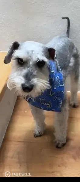 Perro perdido macho, Calle Técnicos y Manuales, Ciudad de México, Iztapalapa — cruza de Schnauzer gris y muy flaco - photo