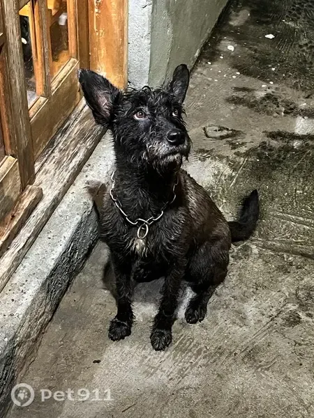 Encontrado cachorro, Avenida Ângelo Perino, 821 — fêmea, assustada e bem cuidada - photo