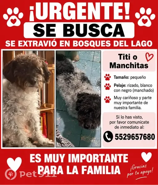 Perro perdido, Bosques de Bohemia, Cuautitlán Izcalli, Nicolas Romero — se asustó por los truenos - photo