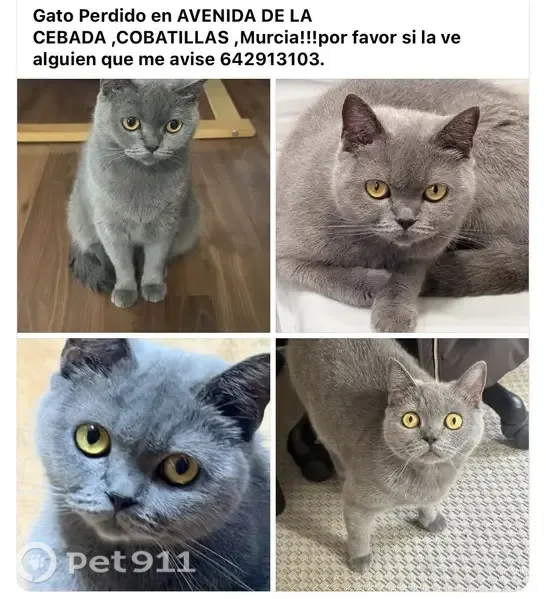 Gato perdido, Avenida de la Cebada, 91, Murcia — hembra gris de ojos amarillos - photo