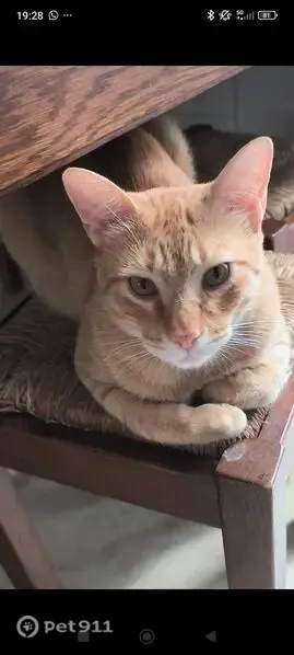 Gato perdido, Calle Carretería, Osuna, Madrid — macho, castrado y atigrado naranja - photo