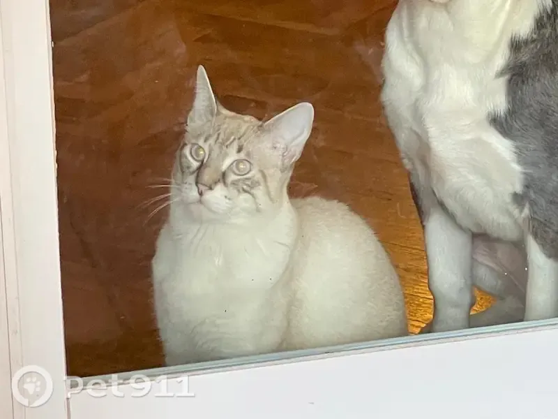 Gato perdido, macho, Passeig de Sant Joan, 27, Barcelona, Madrid — ojos azules - photo