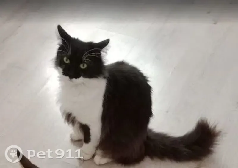 Lost cat, 7th Avenue, 66, Johannesburg — fluffy male with green eyes - photo