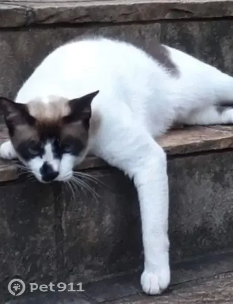 Gato perdido, Rua José Isidoro Filho, 120, Mairiporã — 11 anos, mestiço de siamês - photo