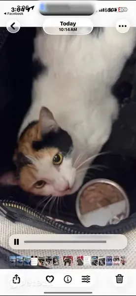 Lost cat, Hilltop Drive, 2620, Redding, Redding — female, small calico - photo