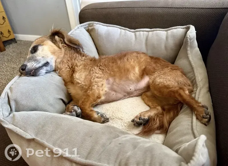 Lost dog, Grant Avenue, 1713, Colorado Springs — deaf female dachshund mix - photo