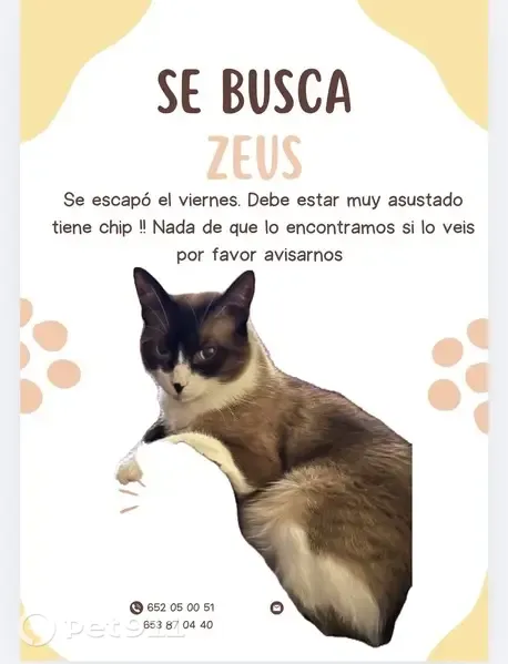 Gato perdido, Calle el Orcón, Ampuero, Madrid — macho, tímido y de ojos claros - photo