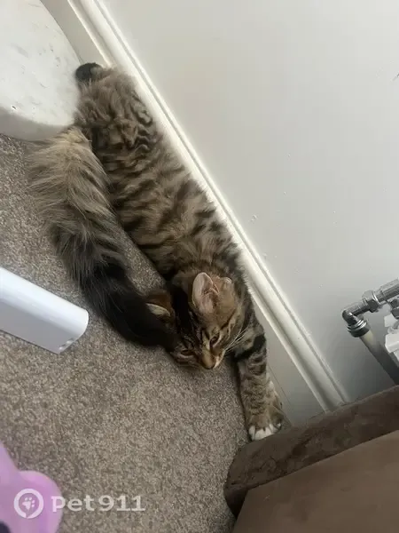 Lost female cat, George Street, Farnworth, Manchester — fluffy stripy tabby - photo